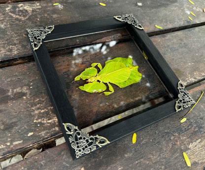 Framed Walking Leaf Green Bug Taxidermy, Real Insect Bug Artwork, Gothic Home Decor and Oddities Wall Display  K16-72-KINH