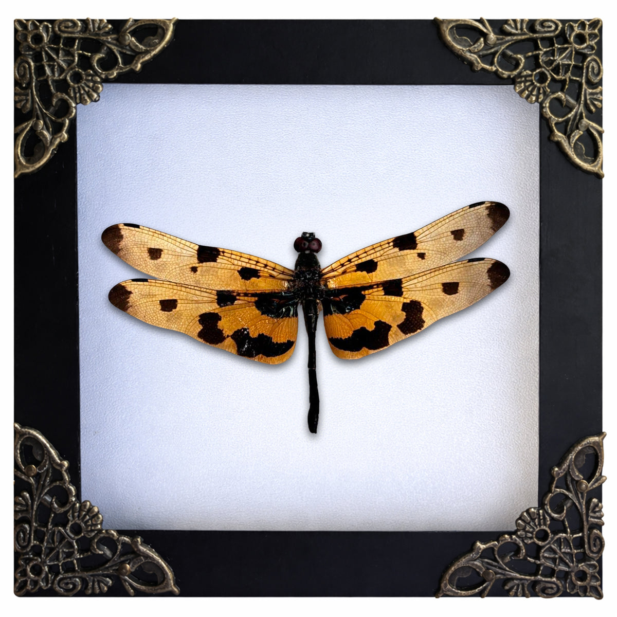 Real Yellow Dragonfly Shadow Box Insect Bug Frame Wall Art Decoration Oddity Home Bookshelf Decor K12-100-DE