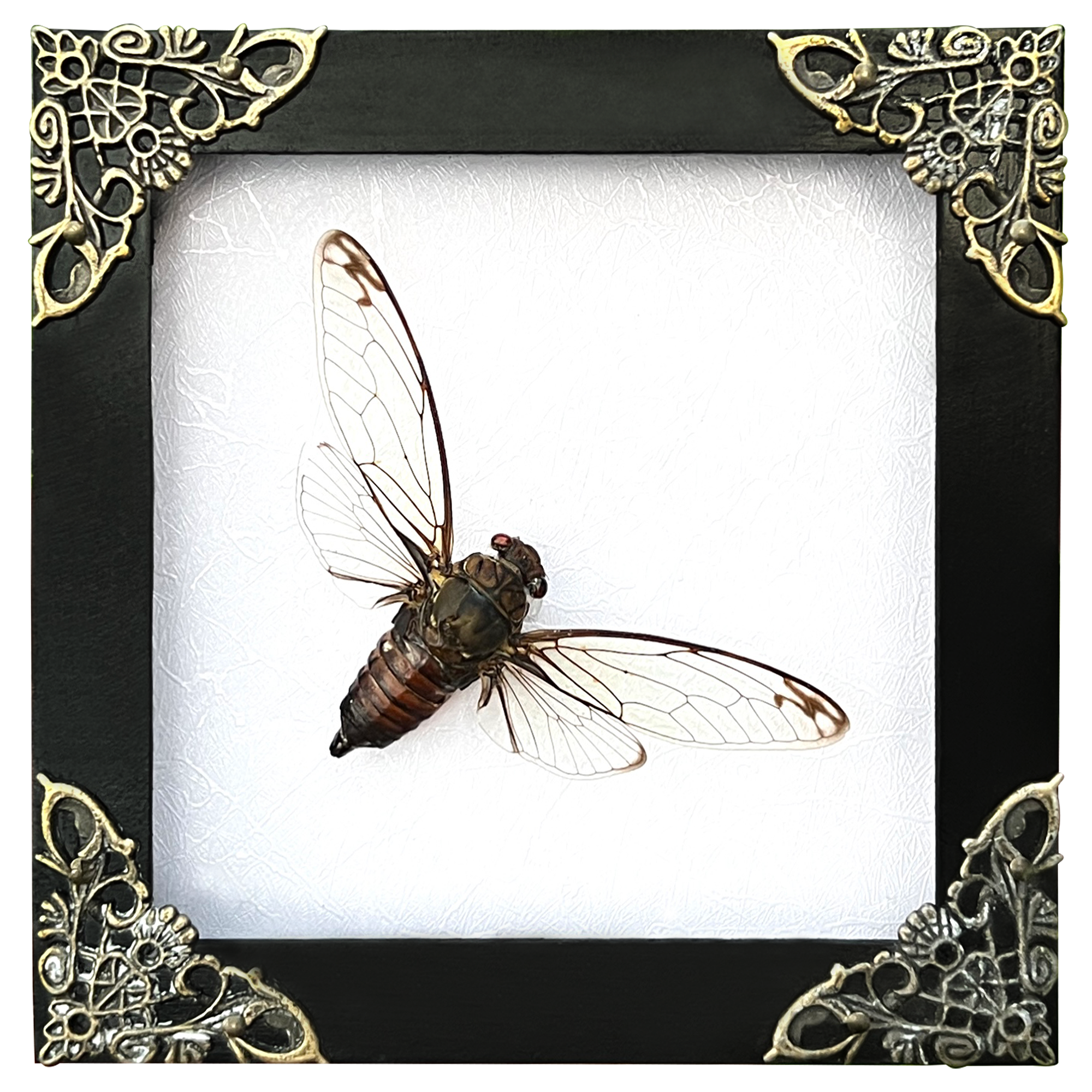 Real Framed Cicadas Shadow Box White Frame Home Decor K12-78-TR