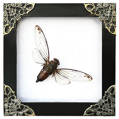 Real Framed Cicadas Shadow Box White Frame Home Decor K12-78-TR