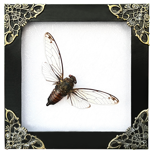 Real Framed Cicadas Shadow Box White Frame Home Decor K12-78-TR