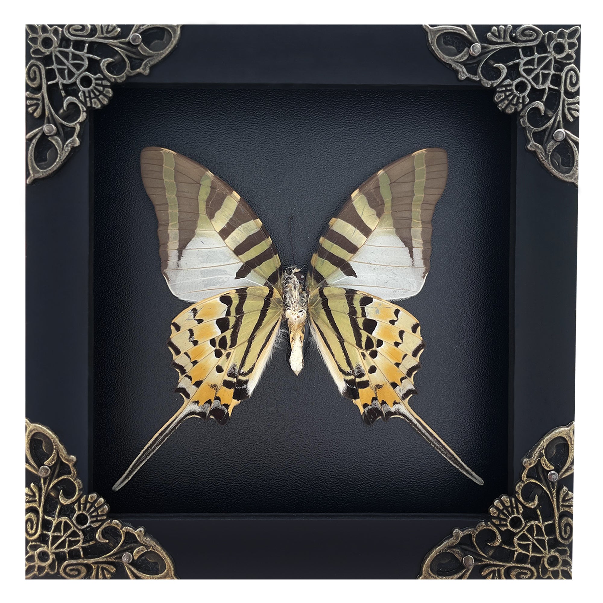 Real Five-bar Swordtail Framed Butterfly Handmade Shadow Box Display Collection Insect Taxidermy Specimen Decor Living Home Reading Gallery K14-41-DE