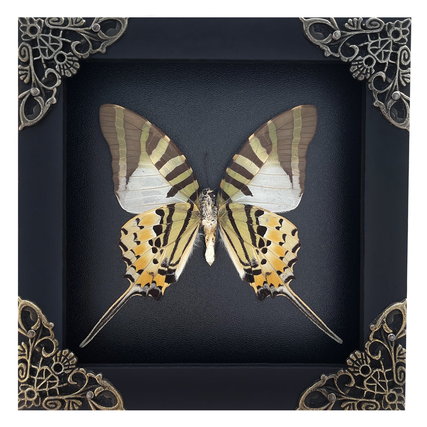 Real Five-bar Swordtail Framed Butterfly Handmade Shadow Box Display Collection Insect Specimen Decor Living Home Reading Gallery K12-41-DE