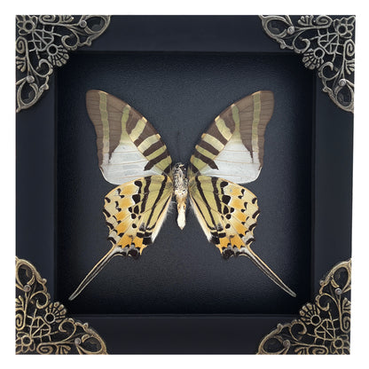 Real Five-bar Swordtail Framed Butterfly Handmade Shadow Box Display Collection Insect Specimen Decor Living Home Reading Gallery K12-41-DE