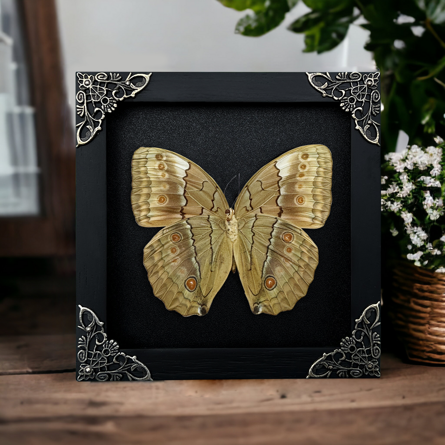 Real Jungle Queen Butterfly Framed, Gothic Insect Wall Decor, Pinned Butterflies Shadow Box, Birthday Gift