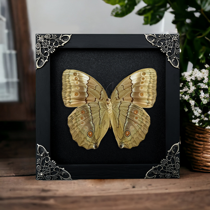 Real Jungle Queen Butterfly Framed, Gothic Insect Wall Decor, Pinned Butterflies Shadow Box, Birthday Gift