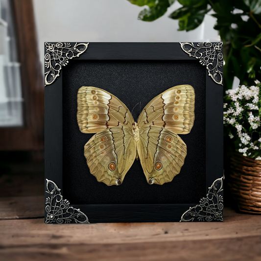 Real Jungle Queen Butterfly Framed, Gothic Insect Wall Decor, Pinned Butterflies Shadow Box, Birthday Gift