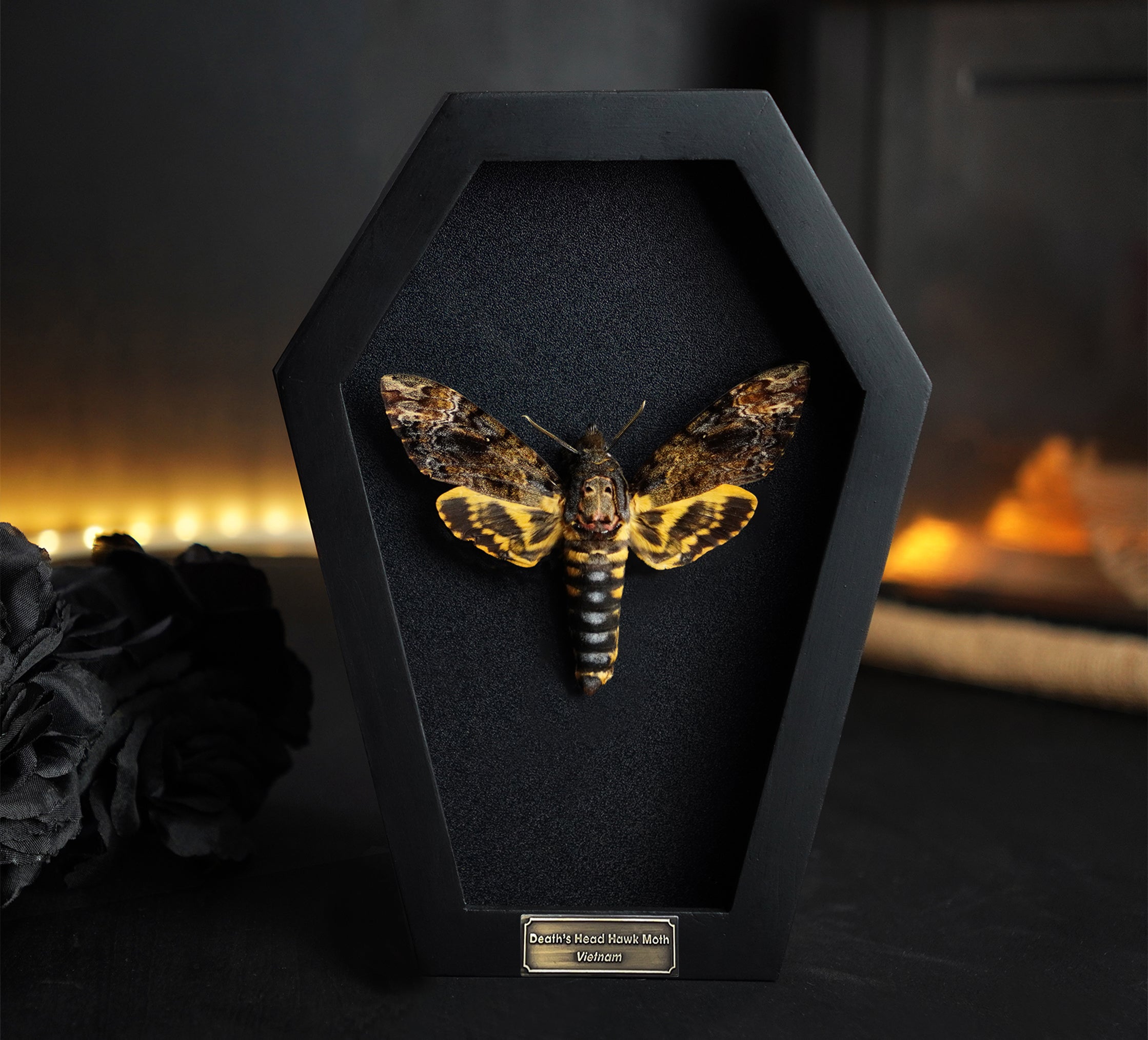 Real Death Head Moth Coffin Framed Insect Taxidermy Gothic Decor