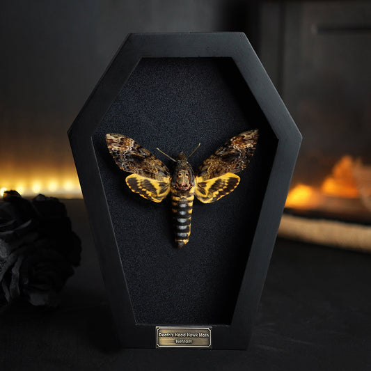 Real Death Head Moth in Coffin Framed, Moth Taxidermy, Insect Gothic Art, Halloween Gift Decor