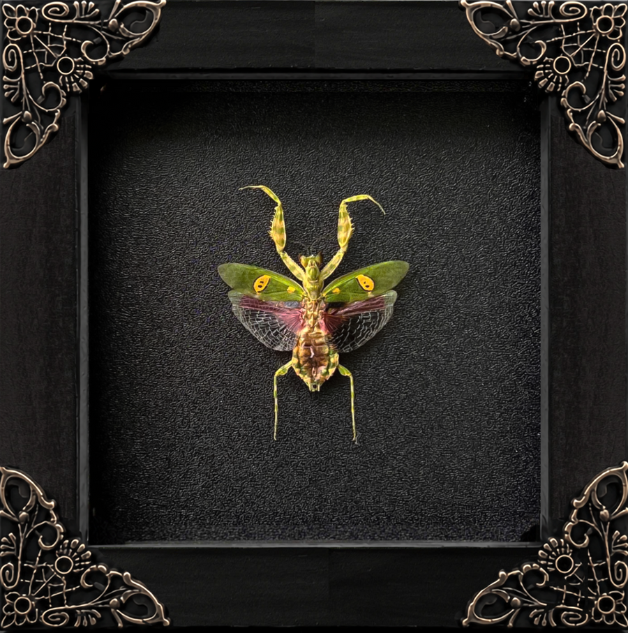 Real Framed Mantis Creobroter Black Wooden Specimen Oddities K12-62-DE