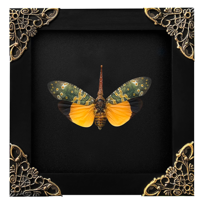Real Framed Yellow Lanternfly Beetle White Wooden Specimen Oddities K12-55-DE