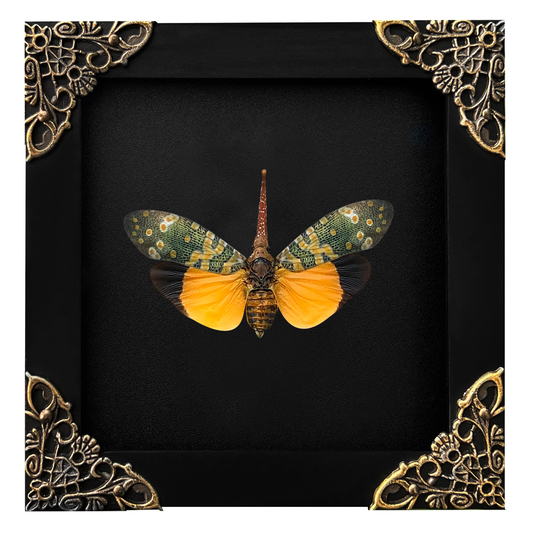 Real Framed Yellow Lanternfly Beetle White Wooden Specimen Oddities K12-55-DE