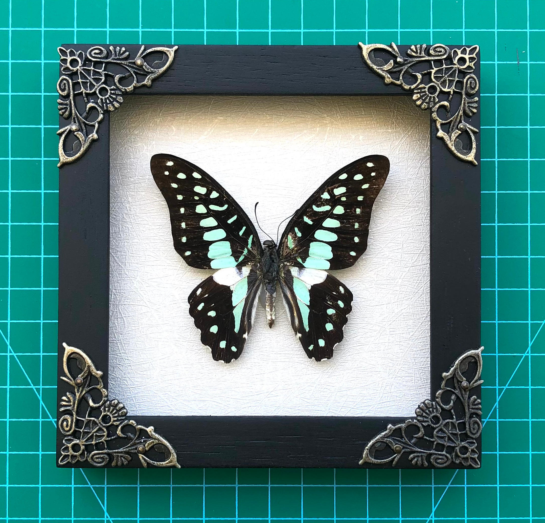 Real Butterfly Taxidermy Framed Art Gallery Collection Decor