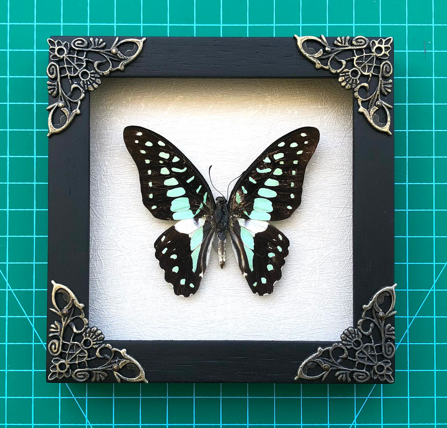Real Butterfly Framed Art Gallery Collection Decor