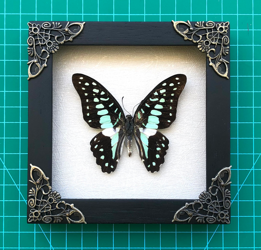 Real Butterfly Framed Art Gallery Collection Decor