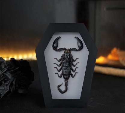 Real Scorpion in Coffin Framed, Insect Bug Taxidermy Collection, Halloween Gothic Art Display
