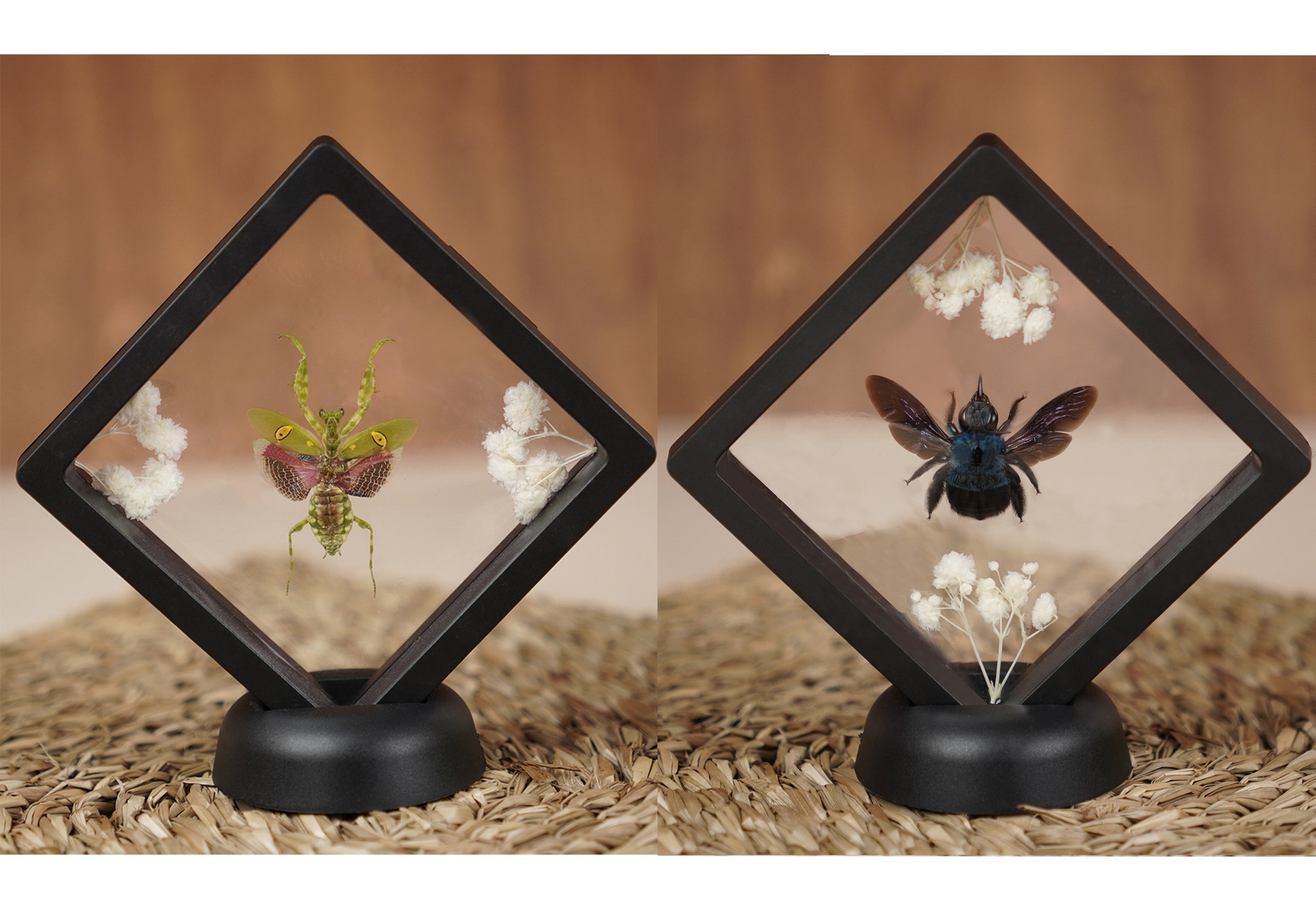 2 Taxidermy Praying Mantis & Blue Carpenter Bee Floating Frame Display Preserved Insects Collections Gift for Entomology Lover