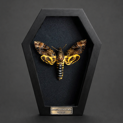 Real Death Head Moth in Framed, Dark Skull Moth Taxidermy, Insect Gothic Art, Halloween Gift Decor CF18-01-DE