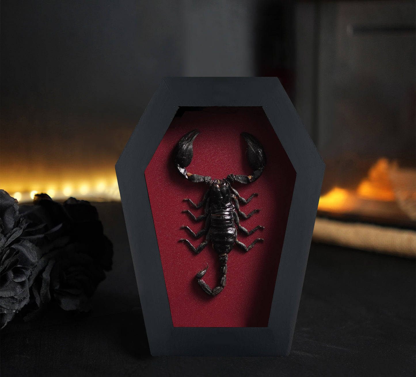 Real Scorpion in Coffin Framed, Insect Bug Taxidermy Collection, Halloween Gothic Art Display