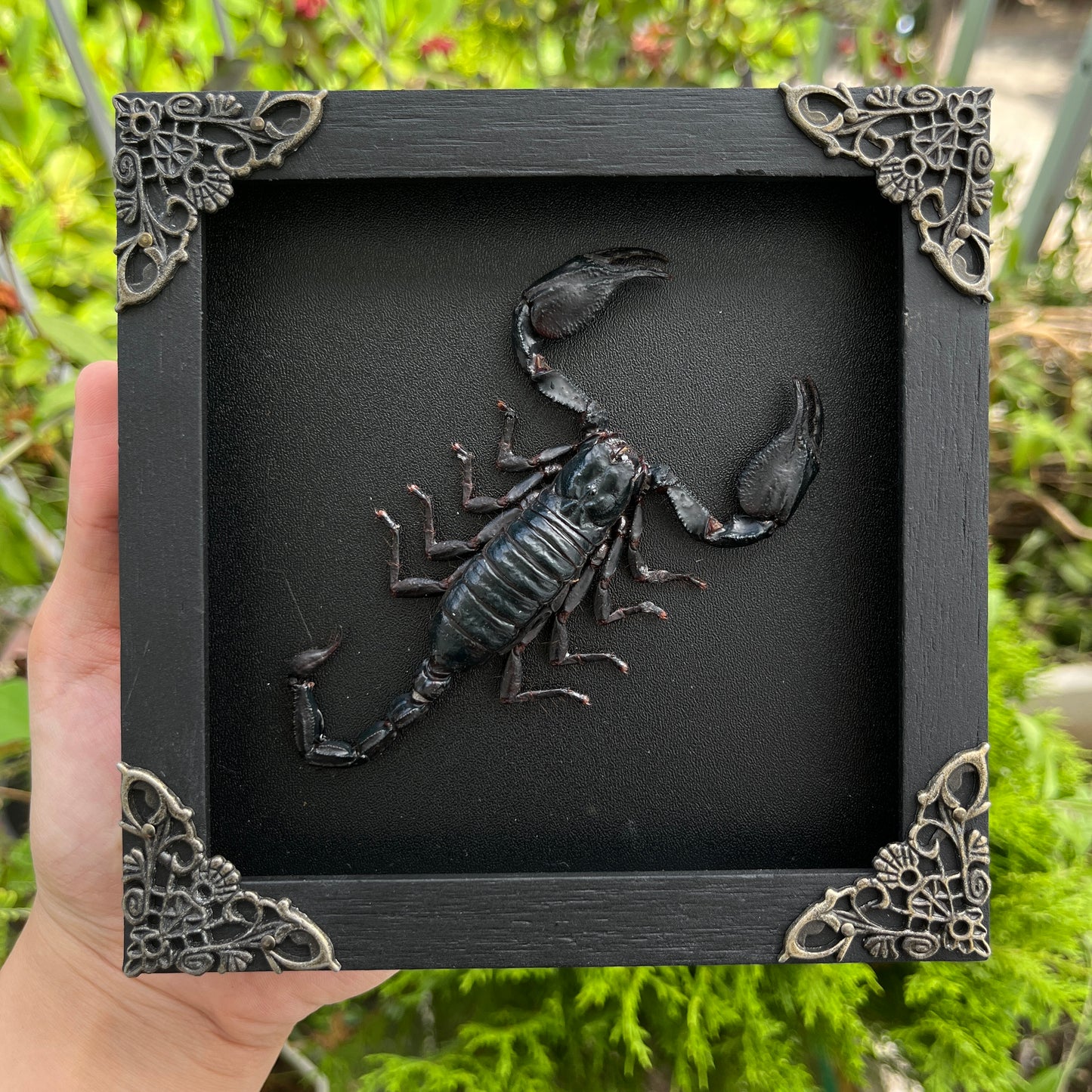 Scorpion Real Wooden Framed Dried Insect Bug K14-51-TR
