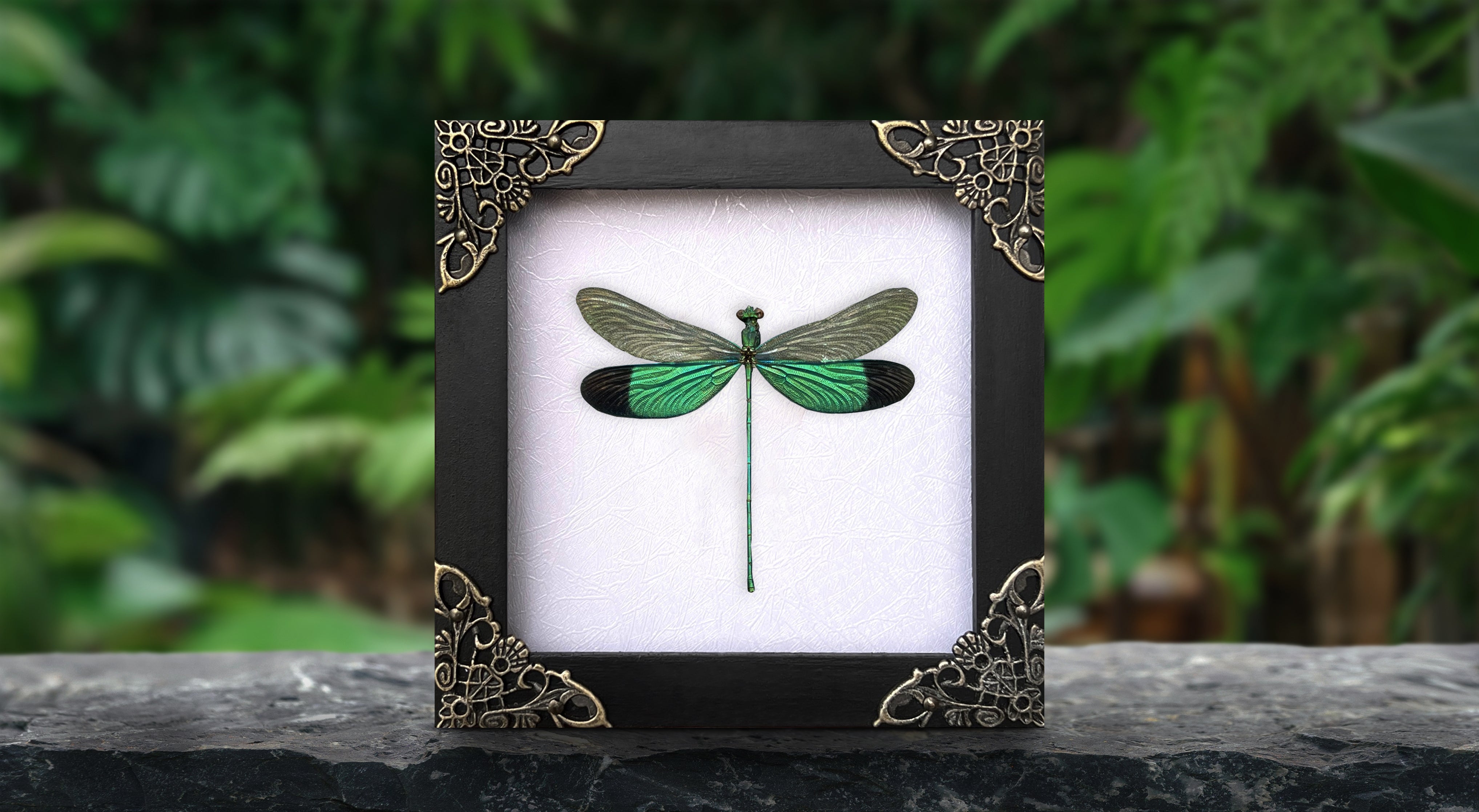 Real Clear Wings Dragonfly Gothic Decor Taxidermy Insect Shadow Box Entomology Gift K12-83-TR