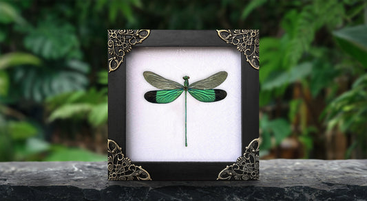 Real Clear Wings Dragonfly Gothic Decor Insect Shadow Box Entomology Gift K12-83-TR
