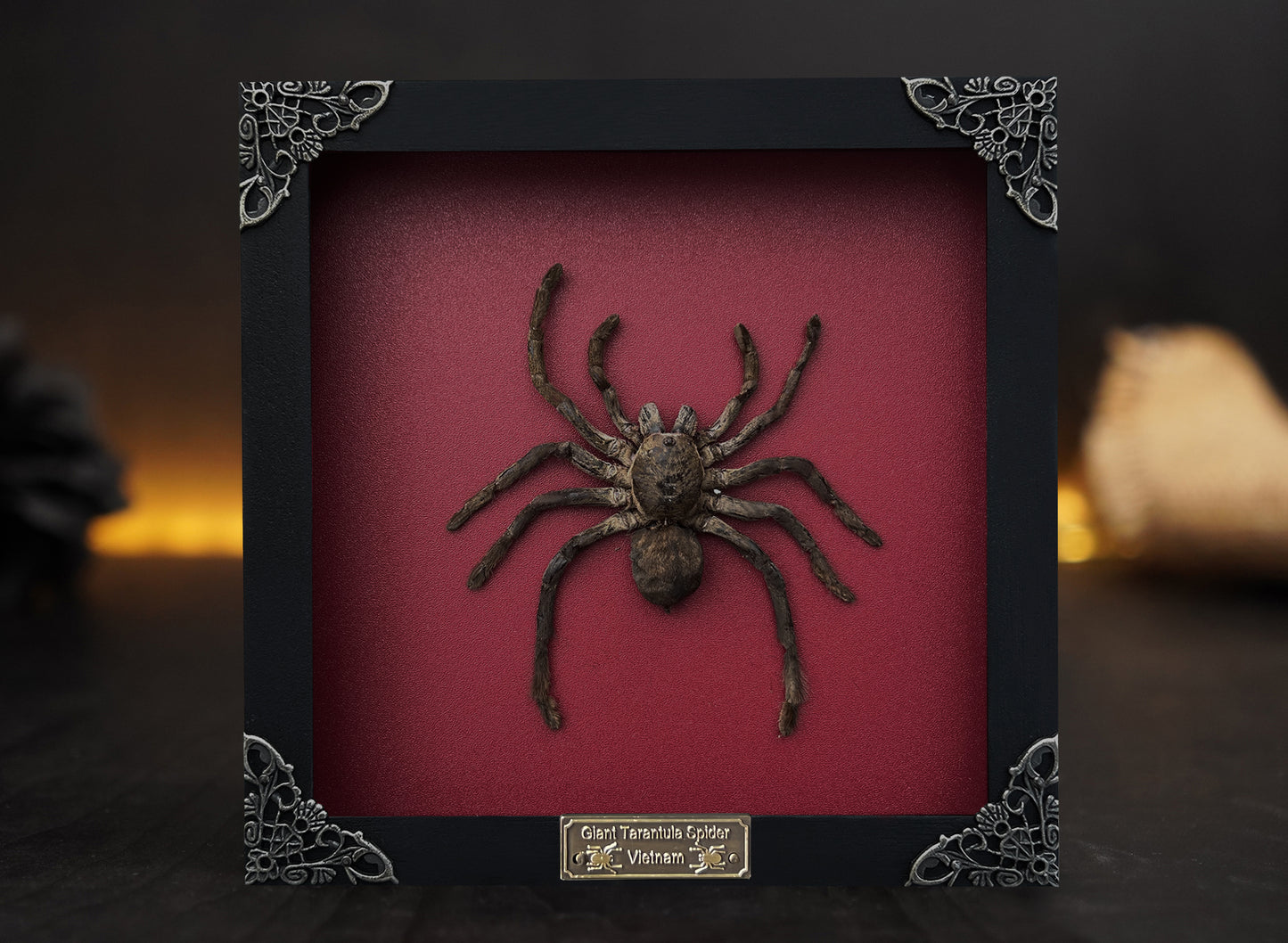 Real Giant Spider Frame Beetle Insect Gothic Decoration Artwork Home Decor