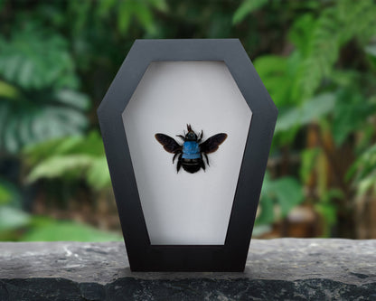 Real Blue Carpenter Bee in Coffin Framed, Gothic Home Decor, Dried Insect Bug Taxidermy Display