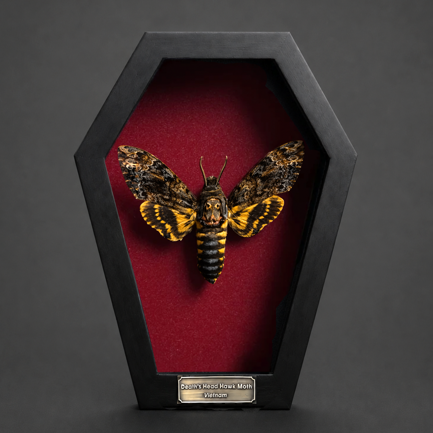 Real Death Head Moth in Framed, Dark Skull Moth Taxidermy, Insect Gothic Art, Halloween Gift Decor CF18-01-DE