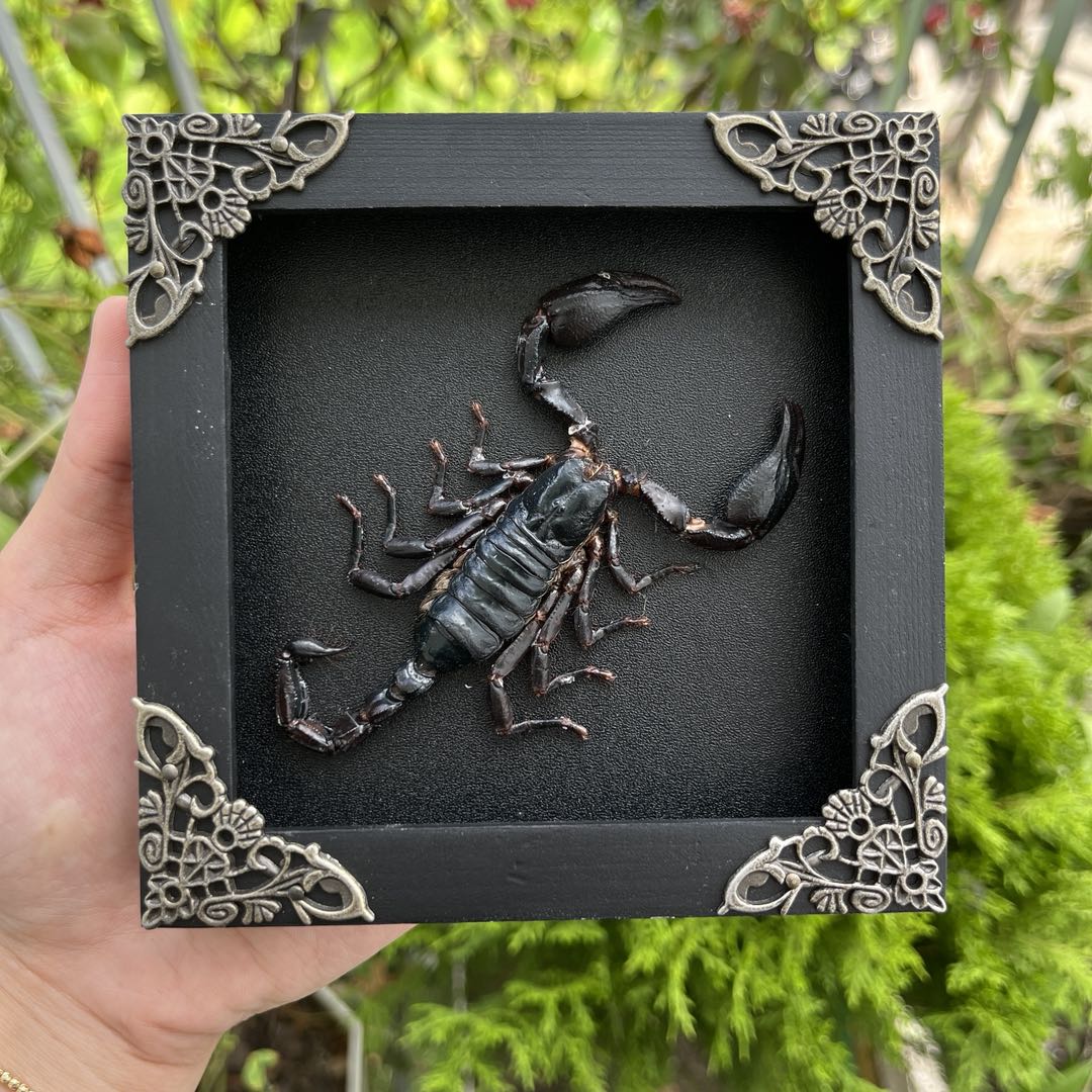Scorpion Frame