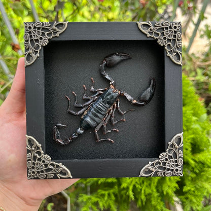 Scorpion Frame