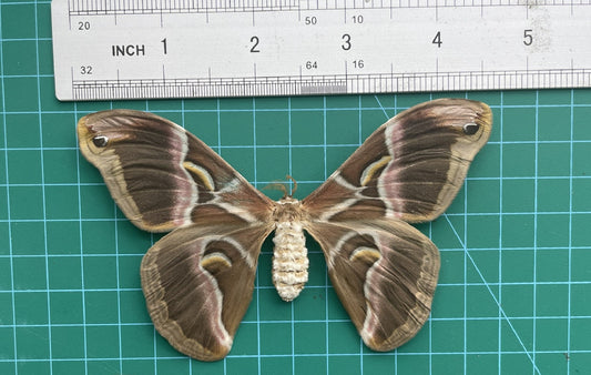 Eri Silk Moth Specimen, Moth Taxidermy Open wings, Real Entomology Specimens for Display, Décor