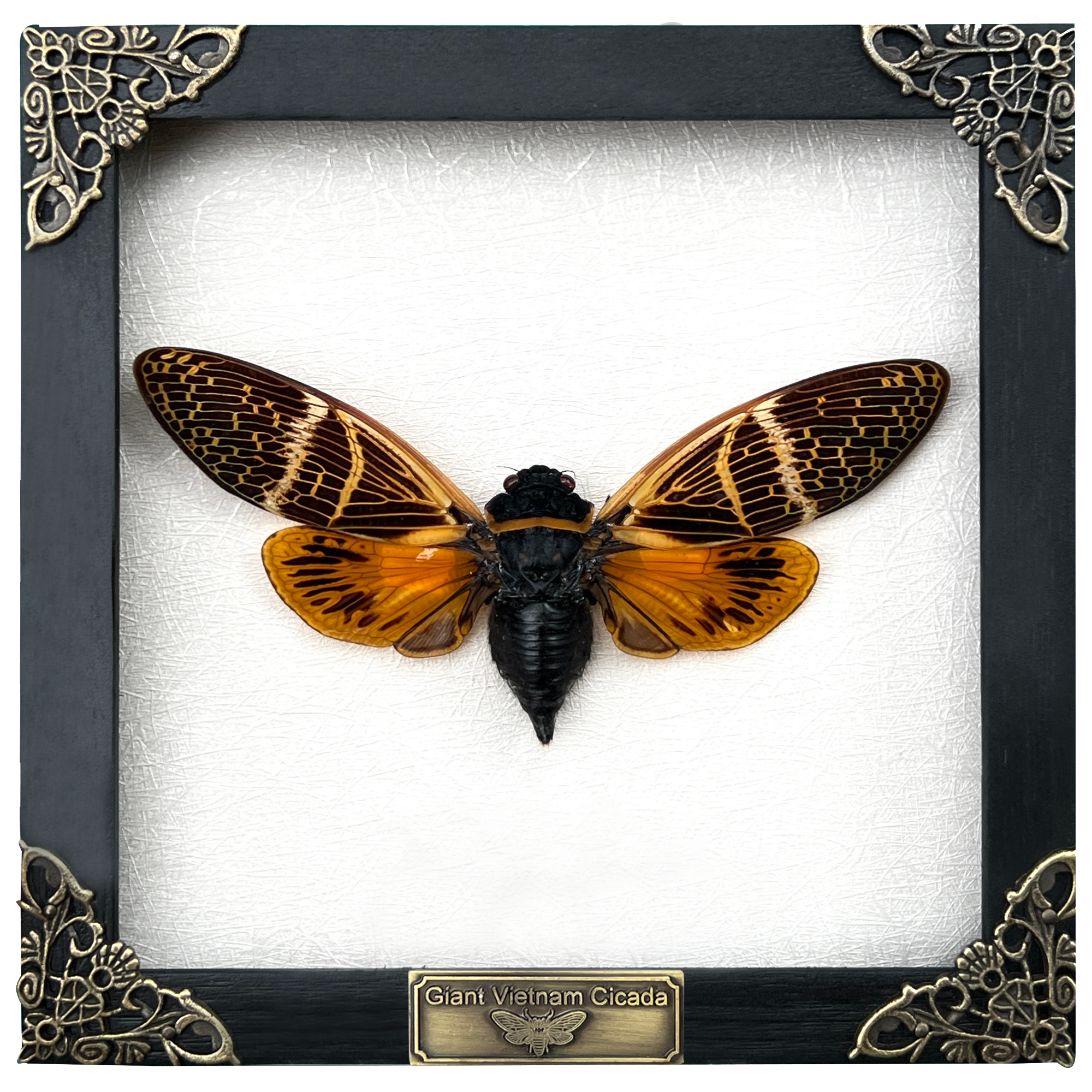 Real Framed Cicada Dried Beetle Wooden Shadow Box Cicadoidea Oddities Taxidermy Wall Decoration K16-50-TR