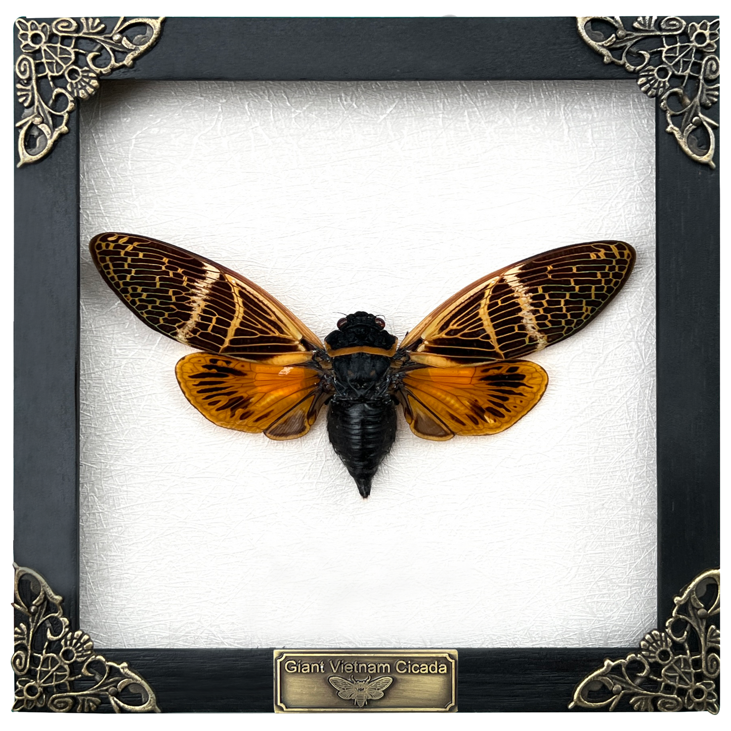 Real Framed Cicada Dried Beetle Wooden Shadow Box Cicadoidea Oddities Wall Decoration K16-50-TR