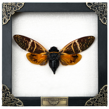 Real Framed Cicada Dried Beetle Wooden Shadow Box Cicadoidea Oddities Wall Decoration K16-50-TR