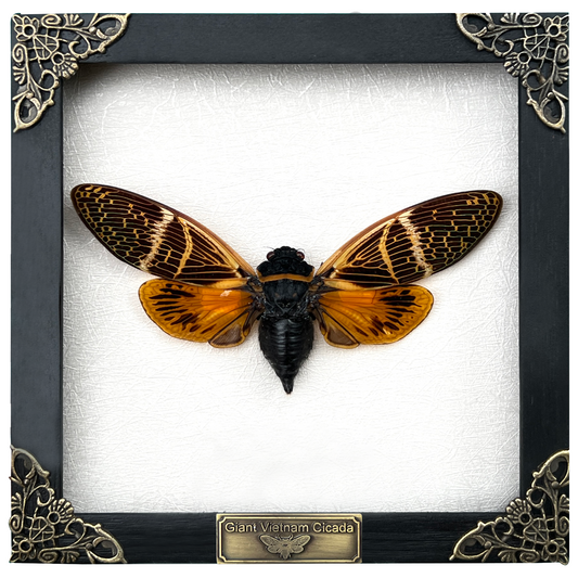 Real Framed Cicada Dried Beetle Wooden Shadow Box Cicadoidea Oddities Wall Decoration K16-50-TR