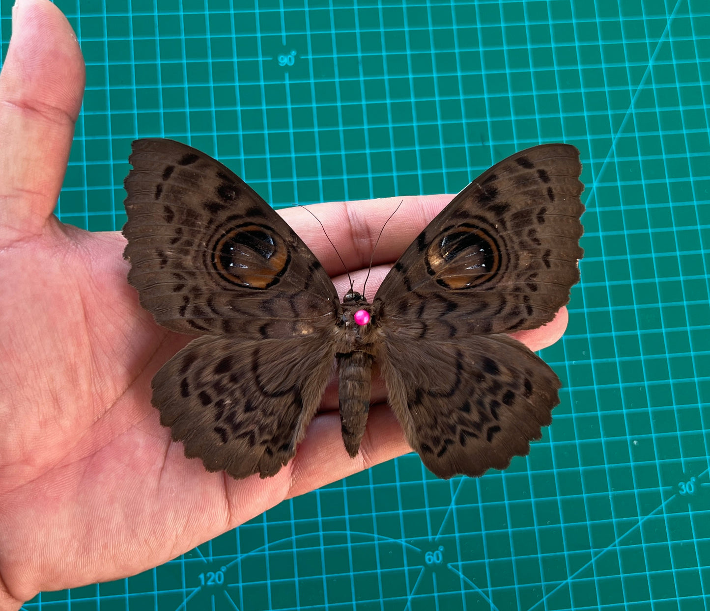 Real Butterfly Taxidermy, Dried Specimen Spread Wings, Real Insect Entomology Display