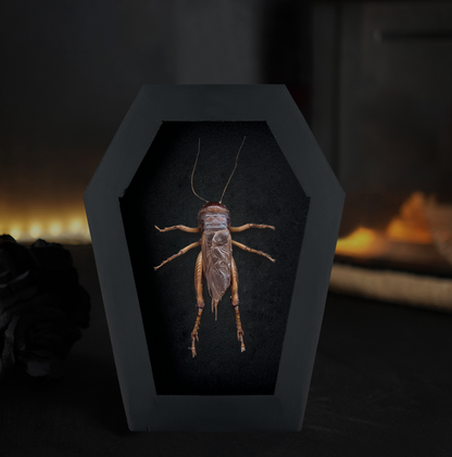 Real Giant Cricket Specimen Framed, Insect Bug Dragonfly Taxidermy Art, Gothic Coffin Decor, Oddities Collection CF12-89-DE