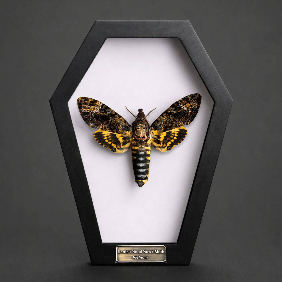 Real Death Head Moth in Framed, Dark Skull Moth Taxidermy, Insect Gothic Art, Halloween Gift Decor CF18-01-DE