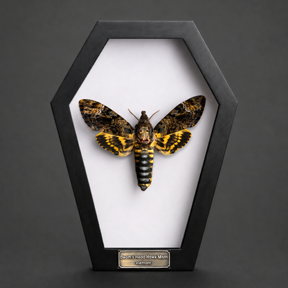 Real Death Head Moth in Framed, Dark Skull Moth Taxidermy, Insect Gothic Art, Halloween Gift Decor CF18-01-DE