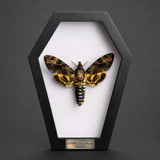 Real Death Head Moth in Framed, Dark Skull Moth Taxidermy, Insect Gothic Art, Halloween Gift Decor CF18-01-DE