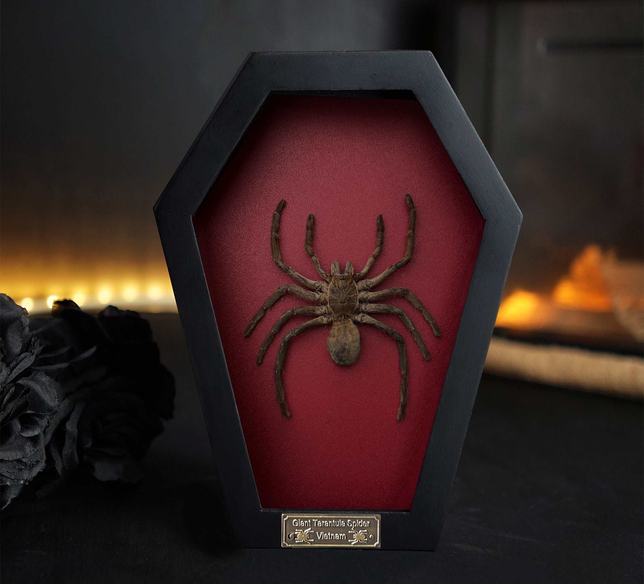 Gothic Room Halloween Decor Spider ,Tarantula Coffin Shadow Box Insect Frame, Artwork Oddities Curiosities Home Decor