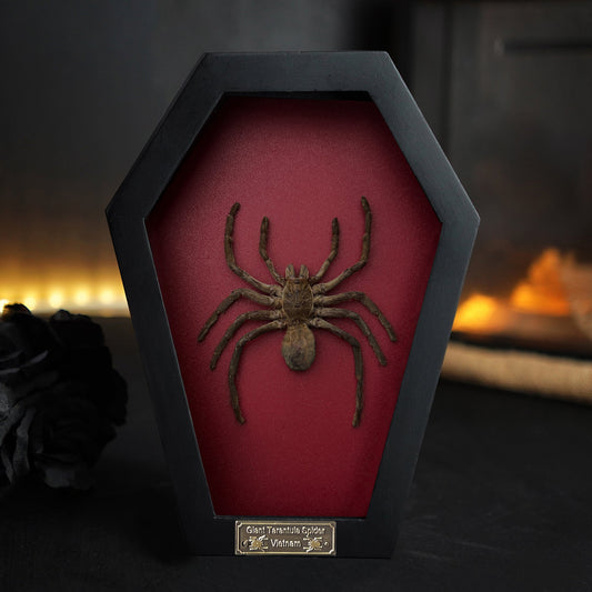 Gothic Halloween Decor, Tarantula Spider Bird Eating Coffin Shadow Box, Insect Frame, Oddities Curiosities Home Decor