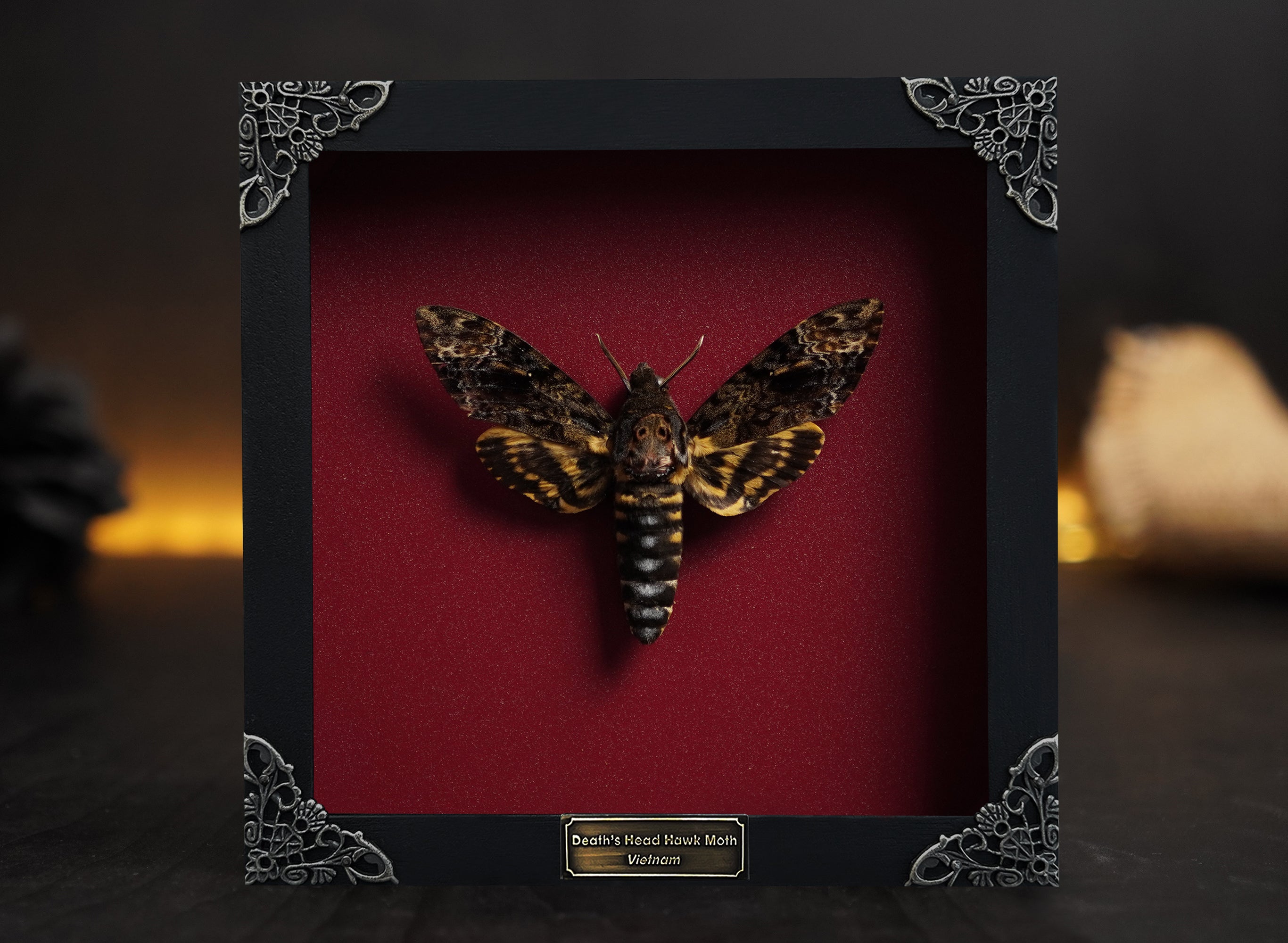 Gothic Decor Real Death Head Moth Acherontia Framed Skull Butterfly