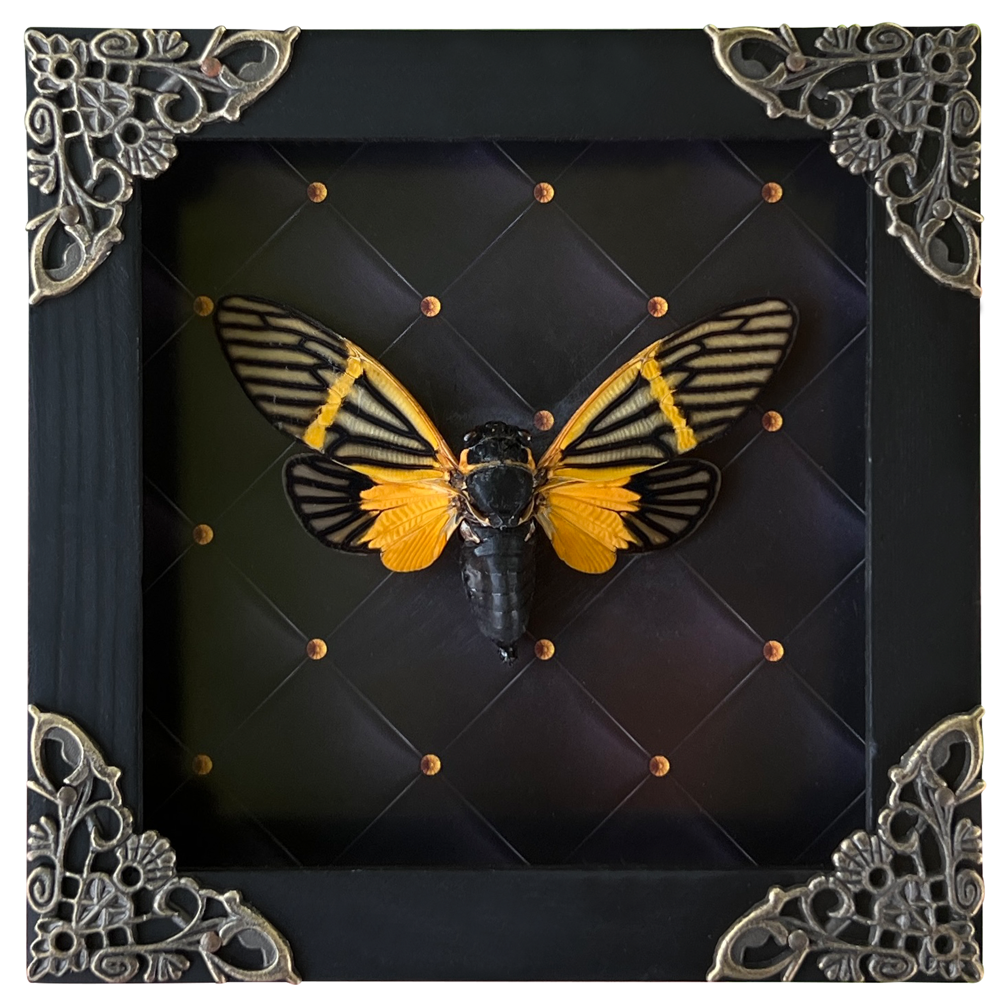 Real Framed Yellow Wings Butterfly Cicada Black Frame Gothic Home Decor K12-80-NEM