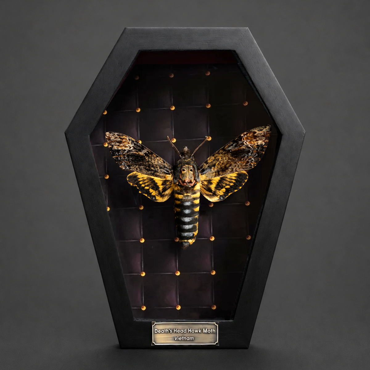 Real Death Head Moth in Framed, Dark Skull Moth Taxidermy, Insect Gothic Art, Halloween Gift Decor CF18-01-DE