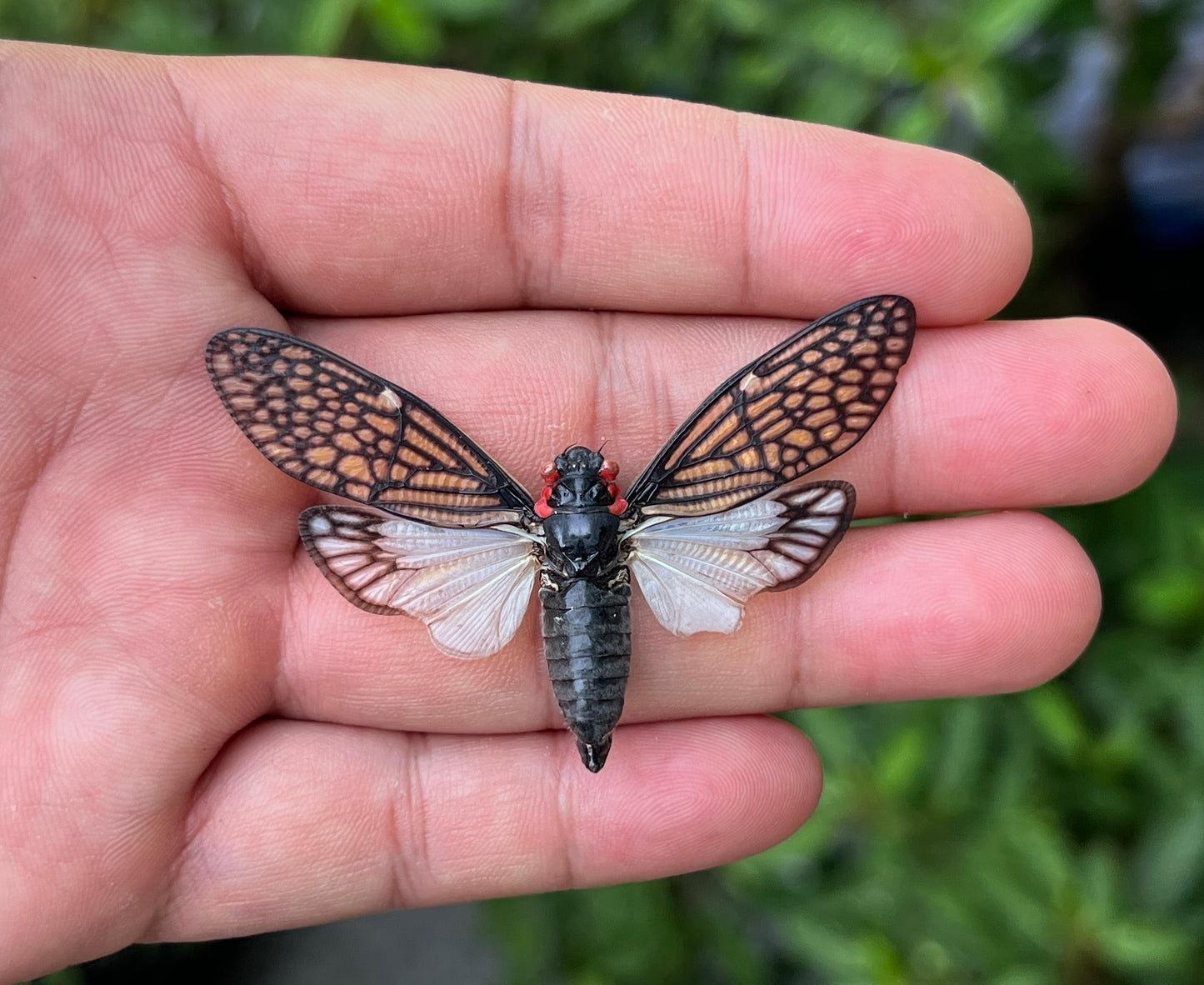 Real Cicada Specimen, Insect Bug Taxidermy Open wings, Insect Entomology Display