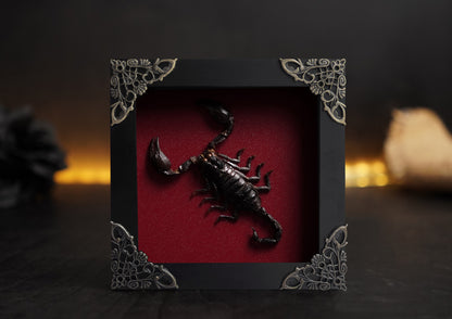 Scorpion Real Wooden Framed Dried Insect Bug K12-51-KINH