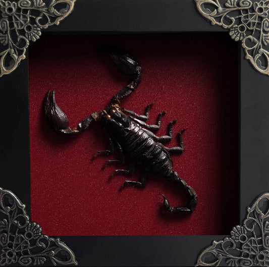 Scorpion Frame