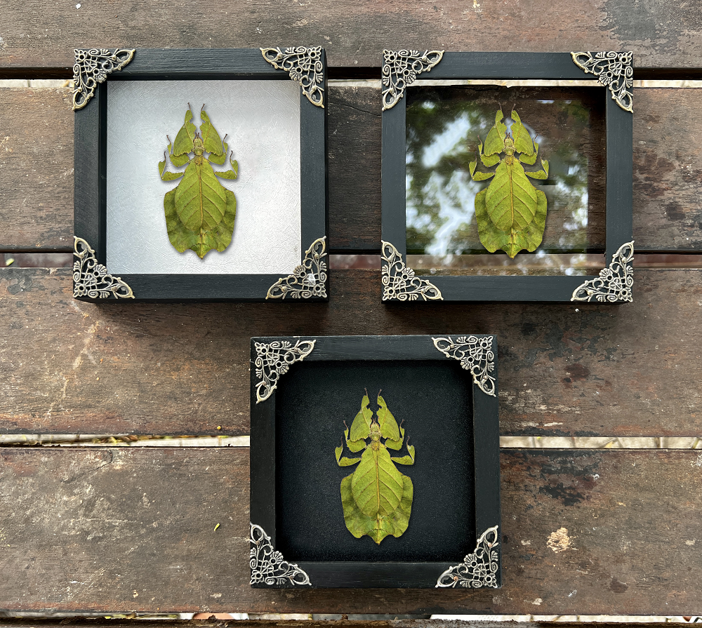 Framed Walking Leaf Green Bug Taxidermy, Real Insect Bug Artwork, Gothic Home Decor and Oddities Wall Display  K16-72-KINH